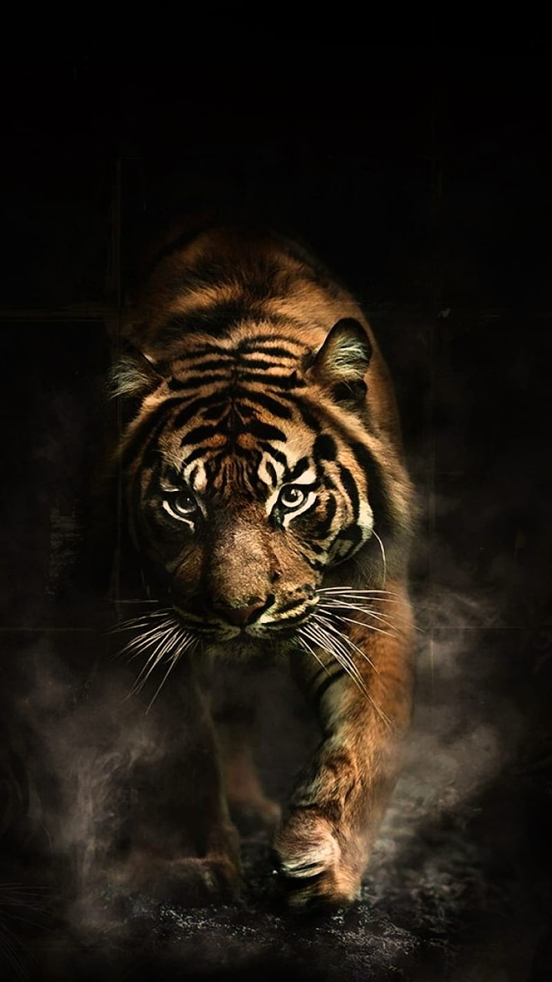 angry tiger, tiger, calling, HD phone wallpaper
