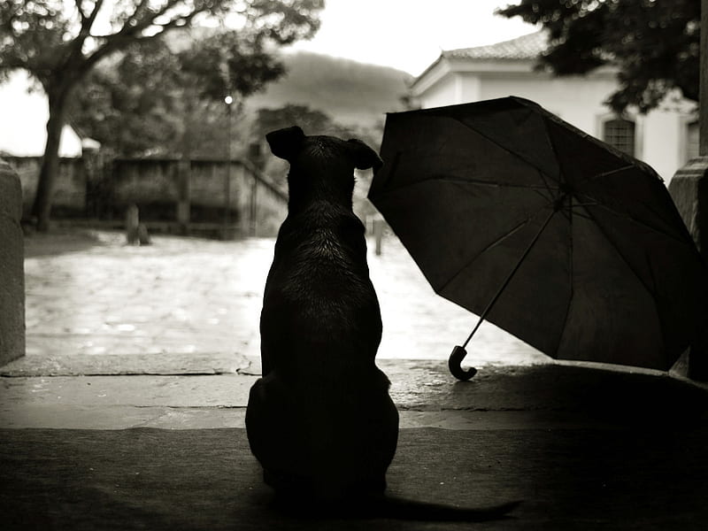 NO WALK TODAY I GUESS, wet, black, animal, water, nature, rain, white, fur, dog, HD wallpaper