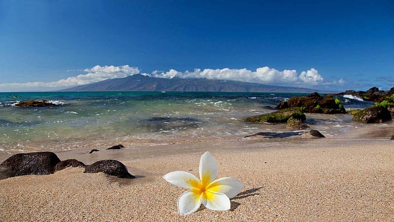 Plumeria, polynesia, ocean, sea, beach, paradise, flower, island, tropical, hawaiian, HD wallpaper