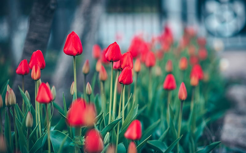 red tulips, spring, field flowers, macro, blur, bokeh, tulips, HD wallpaper