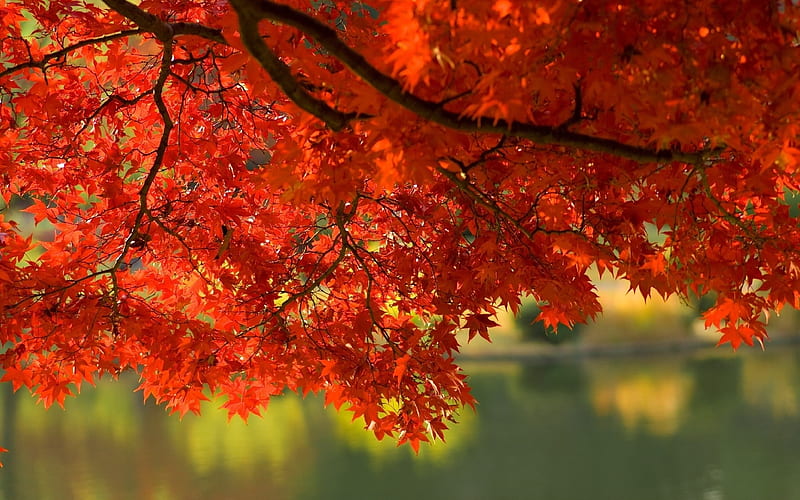 back yard, trees, orange, background, foliage, HD wallpaper