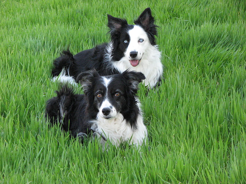My two girls, border collie, dog, HD wallpaper