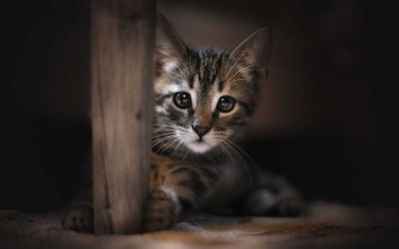 small gray kitten, surprise, small cat, pets, bokeh, domestic cat, HD wallpaper