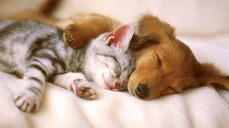 Sleeping Together, brown puppies, kittens, nature, pets, grey cats, HD wallpaper