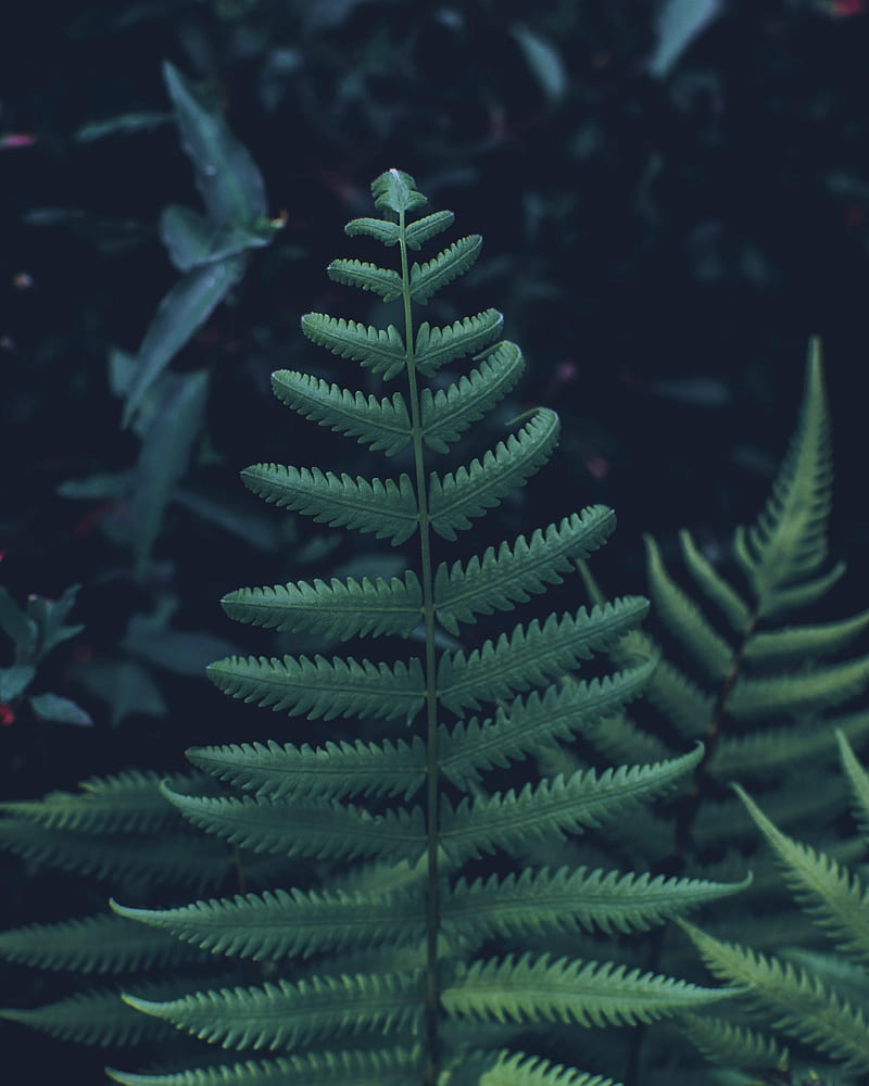 fern, leaves, carved, green, plant, vegetation, HD phone wallpaper