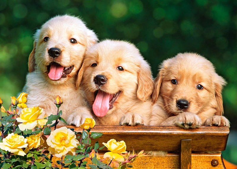 Hugging Puppies, cute, yellow, adorable, roses, Hugging, Puppies ...