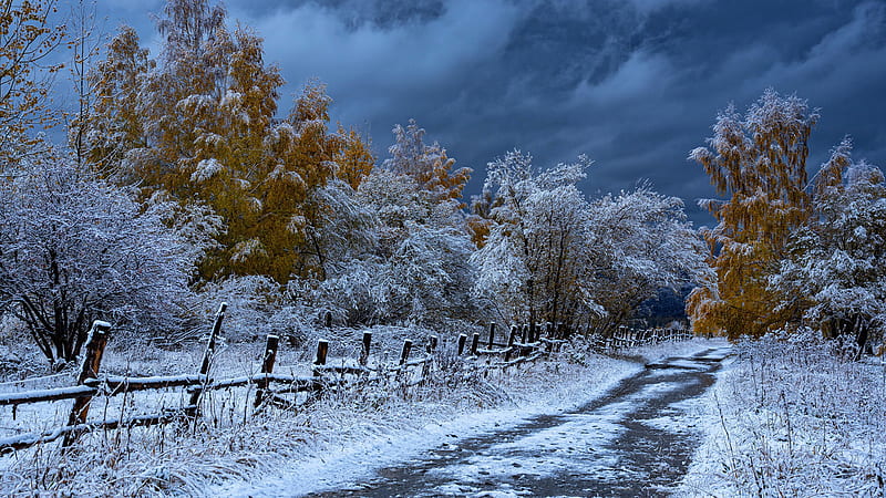 Fence Road And Trees Covered With Snow During Fall Nature, HD wallpaper