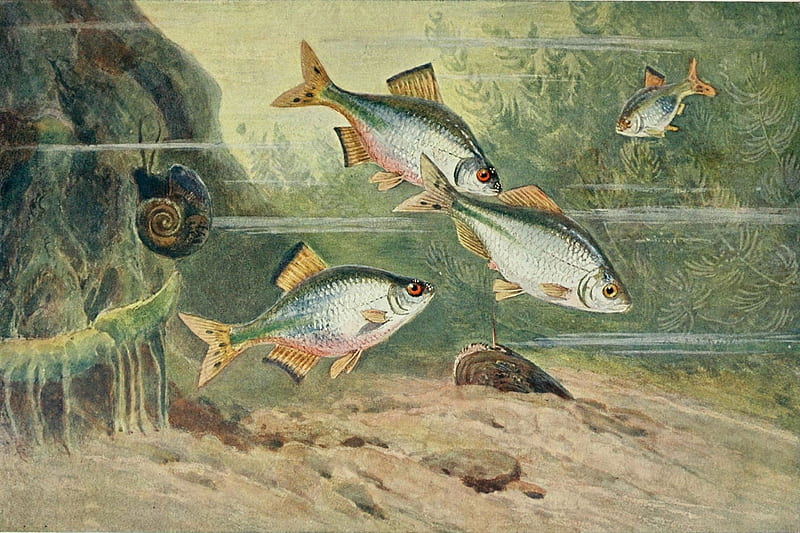 Marine Life 1, water, silver, white, green, fish, HD wallpaper