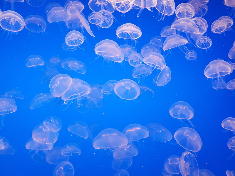 Blue Jellyfish in Water, HD wallpaper