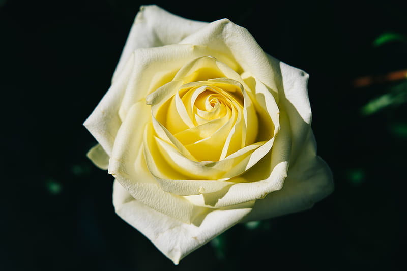 yellow rose on white tissue paper, HD wallpaper