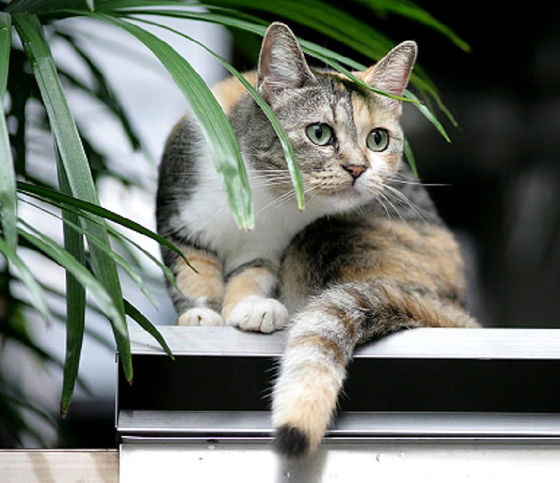 World Watcher, tail, plant, cat, watching, leaves, green, waiting, eyes, fur, HD wallpaper