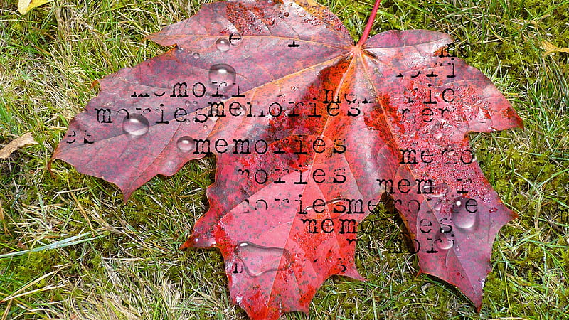 Memories of Autumns Past, fall, autumn, grass, maple, firefox persona, leaf, oak, rain, dew drops, HD wallpaper