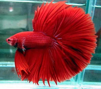 HD beautiful red fish wallpapers | Peakpx