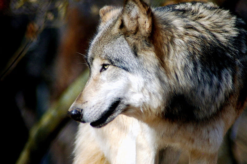 Beautiful Grey Wolf, predator, wildlife nature, HD wallpaper | Peakpx