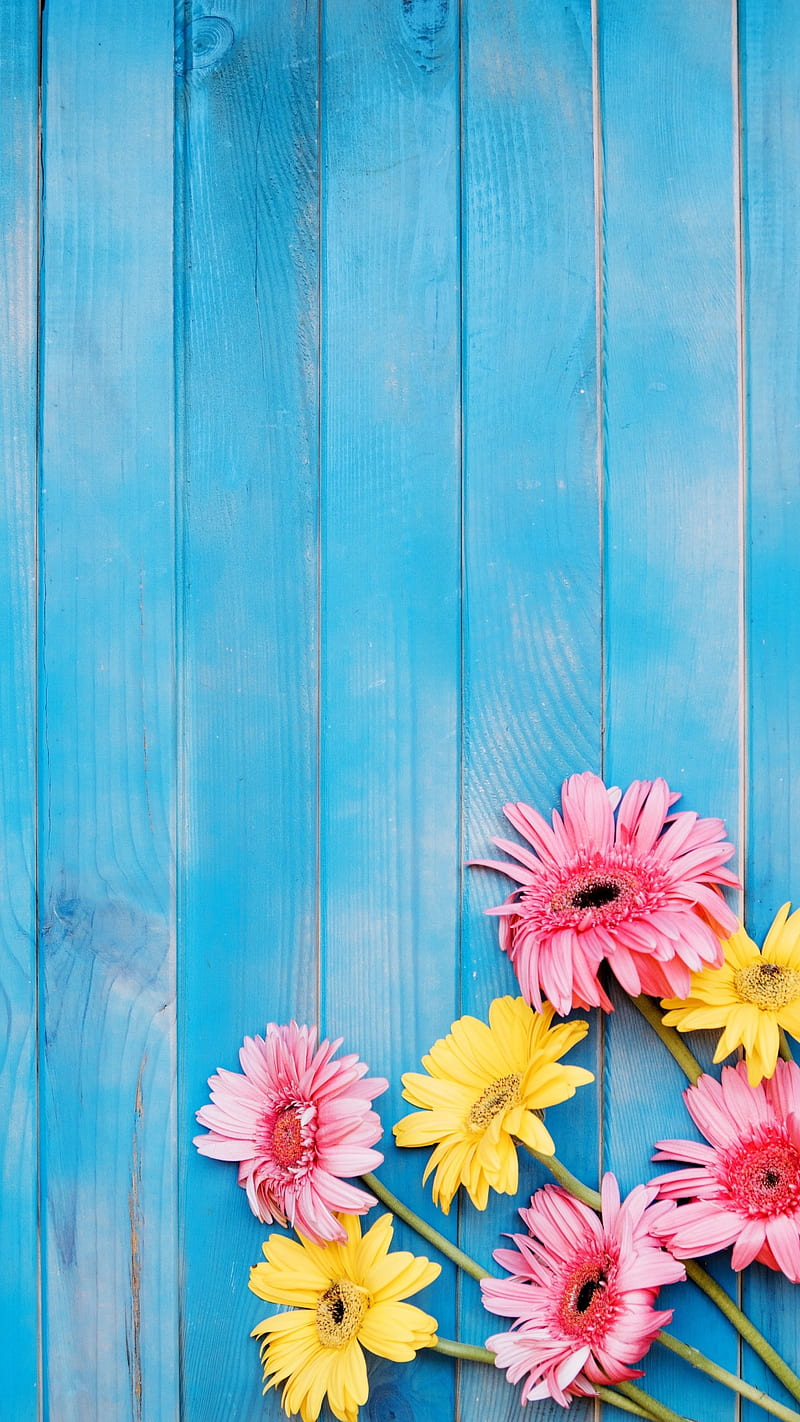 Flowers, blue, blue wood, nature, pink, wood, wooden, yellow, HD phone wallpaper
