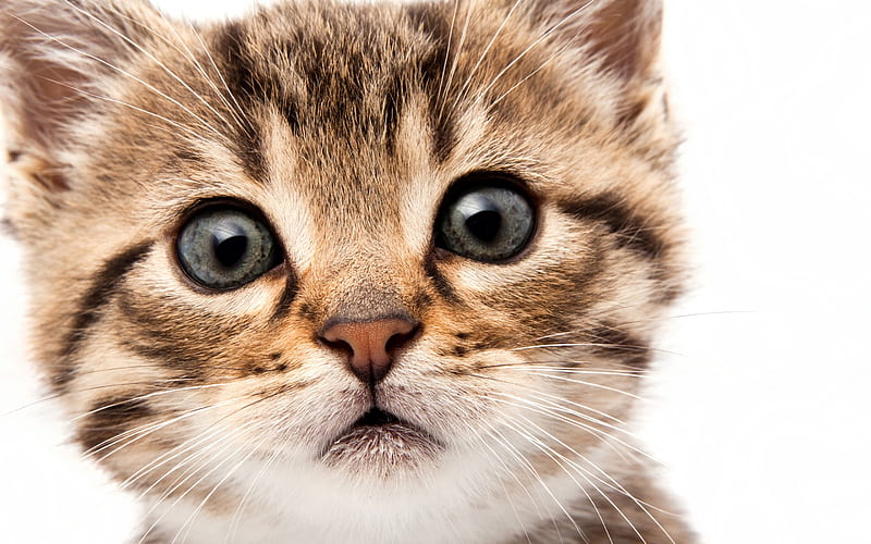 small kitten, frightened cat, big eyes, gray eyes, cats, cute animals, HD wallpaper