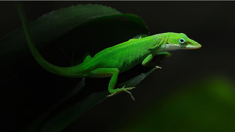 Geckos Lizards Green Leaf, HD wallpaper