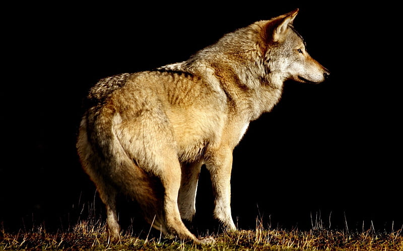 wolf, grass, canine, dog, HD wallpaper wolf, grass, canine, dog, HD wallpaper