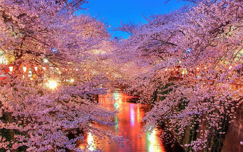 Sakura, , Japan, Blossom, HD wallpaper | Peakpx