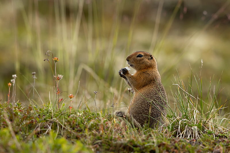 arctic gopher, gopher, rodent, funny, grass, HD wallpaper
