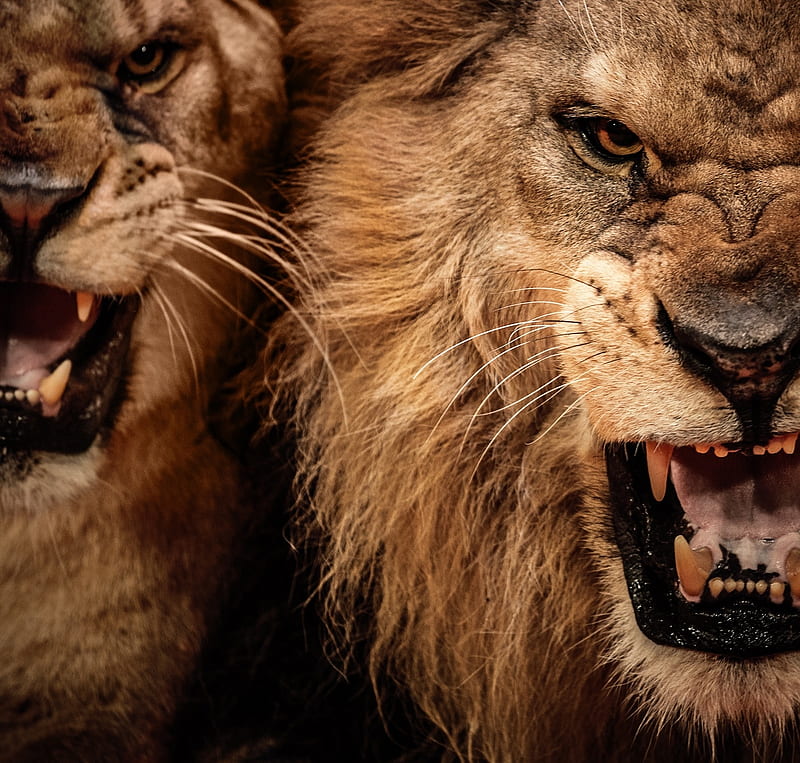 Leones, grande, leu, colmillo, gatos, leones, parejas, animales, Fondo de  pantalla HD | Peakpx
