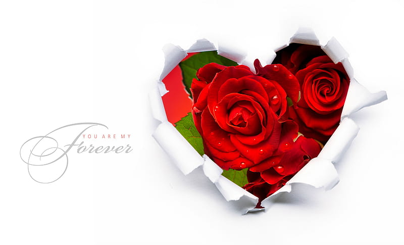 Happy Valentine's Day ( You are my Forever ), valentine, holiday, rose, HD wallpaper