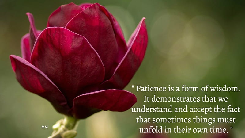 Patience, thoughts, quotes, macro, flower, words, nature, wisdom, HD wallpaper