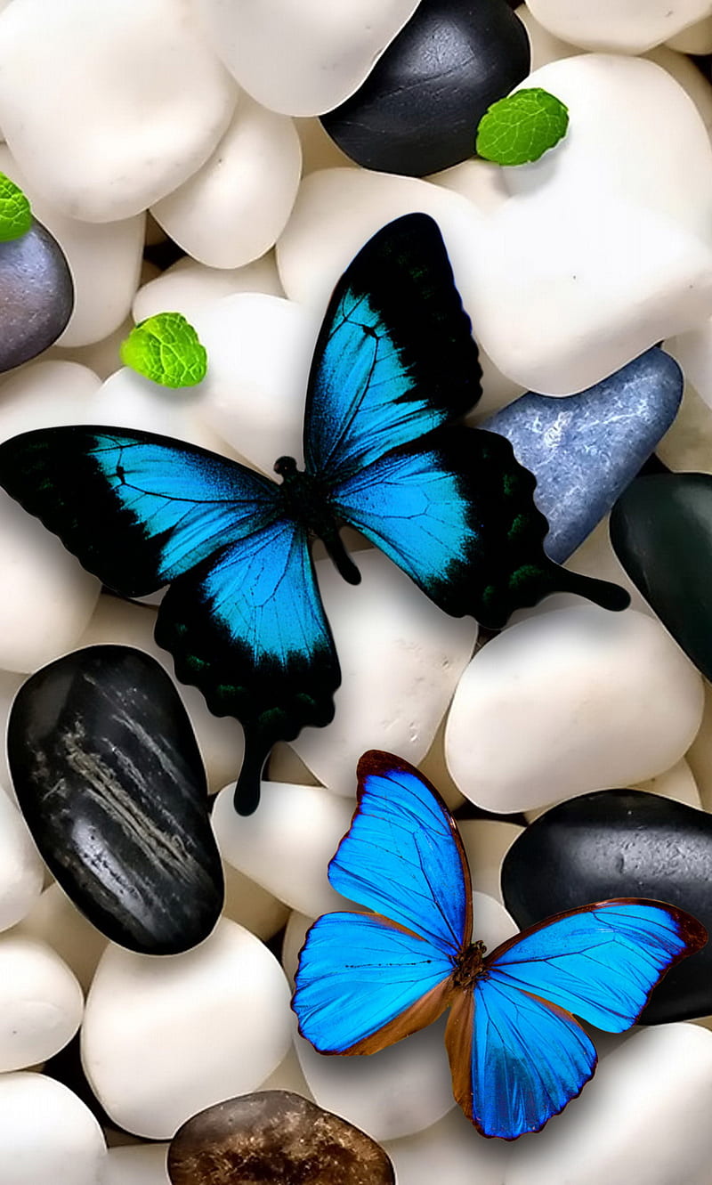 Butterflies, colours nature, HD phone wallpaper