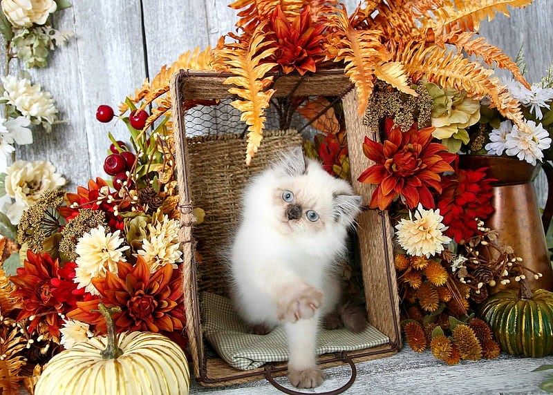 Autumn still life with kitty, fluffy, kitty, adorable, cat, sweet, cute, still life, pumpkin, flowers, kitten, white, HD wallpaper