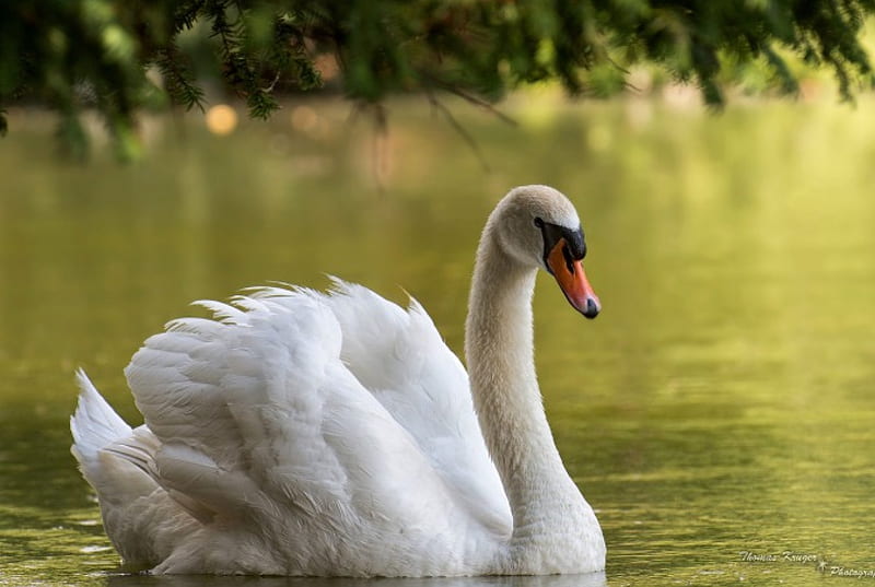 Swan, Lake, Bird, plants, HD wallpaper