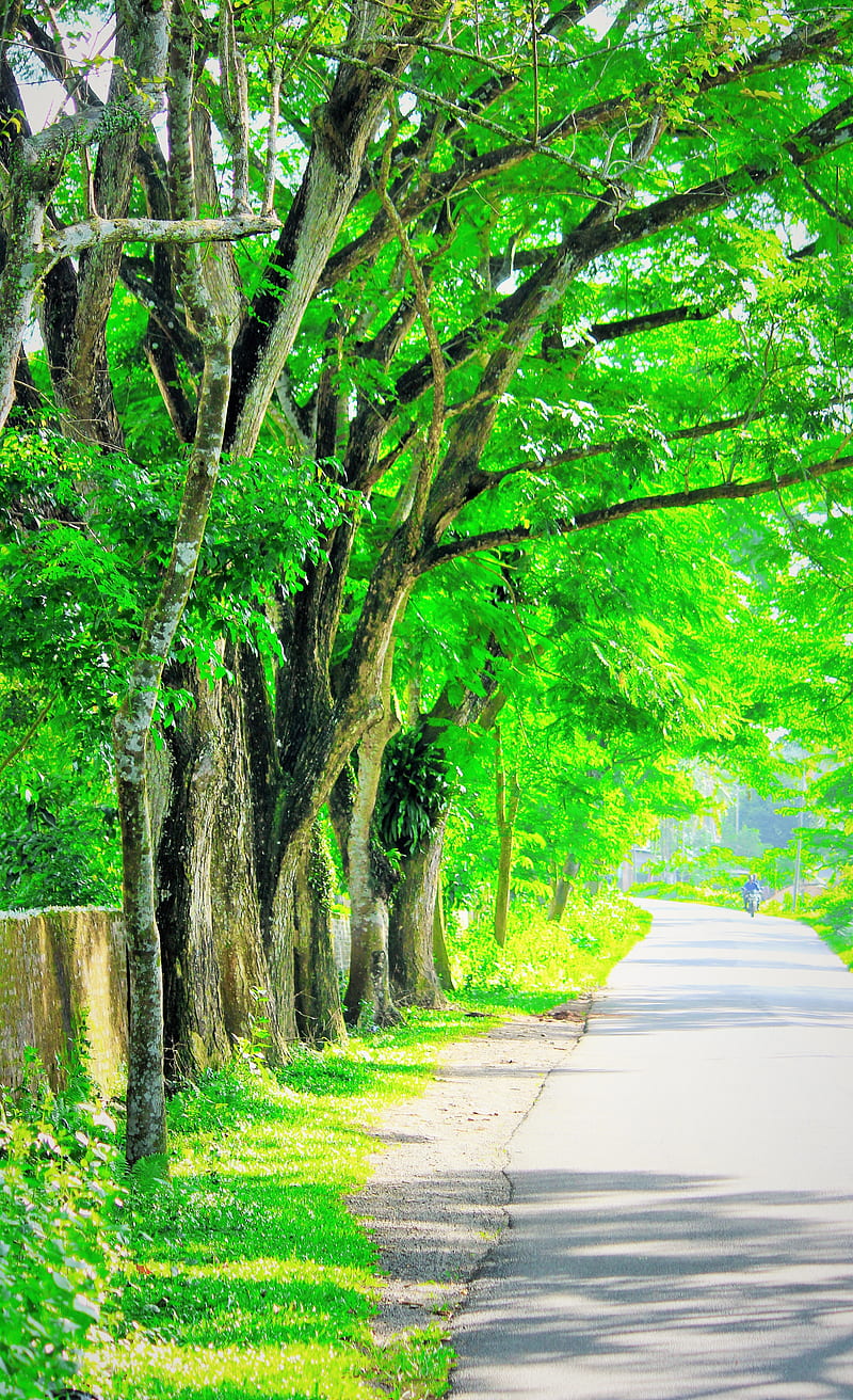 Beautiful Nature, beautifulnature, greeny, scenery, tree, HD phone wallpaper