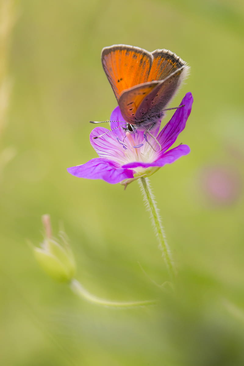 brown butterfly perched on purple flower in close up graphy during daytime, HD phone wallpaper
