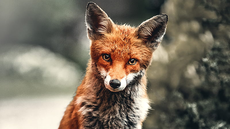 Fox Depth, fox, animals, HD wallpaper | Peakpx