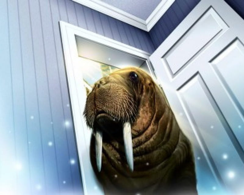 Knock Knock can I come in ?, walrus, walrus bull, door, HD wallpaper