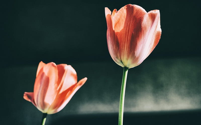 Tulips, flowers, petals, macro, HD wallpaper | Peakpx