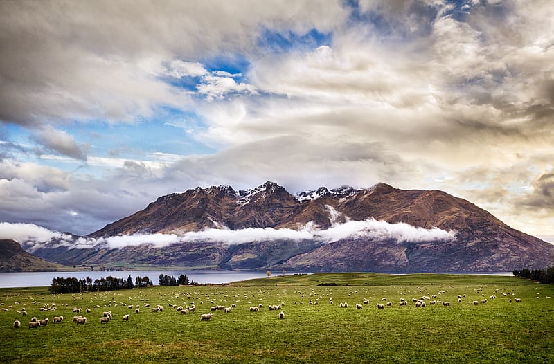 Landscape, Nature, Mountains, Mountain, New Zealand, , Cloud, Sheep, HD wallpaper