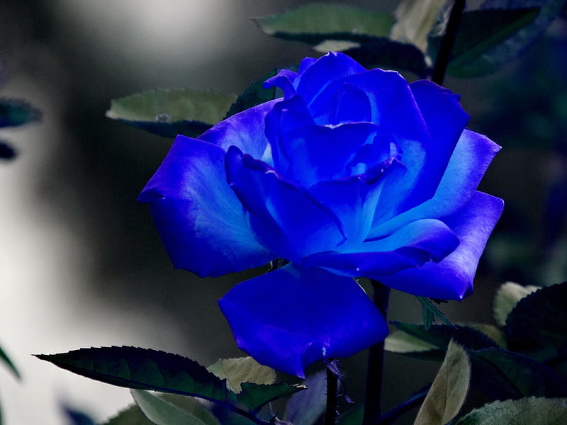 Spring In Blue, Flowers, Spring, Rose, Blue, Hd Wallpaper 