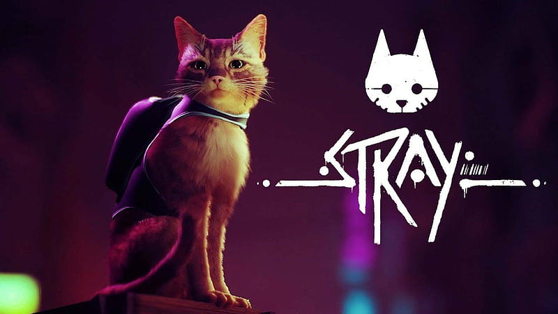 Stray Game Wallpaper  Stray cat, Warrior cats, Kitty games