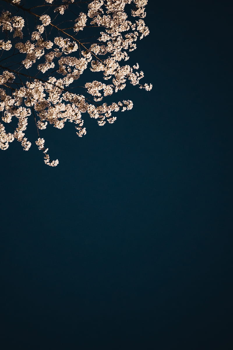 Sakura, branches, flowers, minimalism, aesthetic, HD phone wallpaper |  Peakpx
