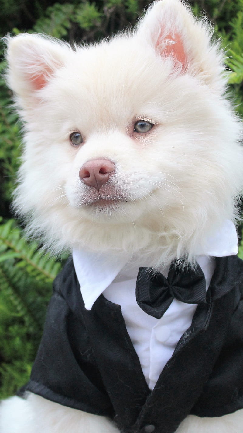 Pomeranian Dog , muzzle, tuxedo, animal, cute, white, white dog, pet, puppy, adorable, HD phone wallpaper