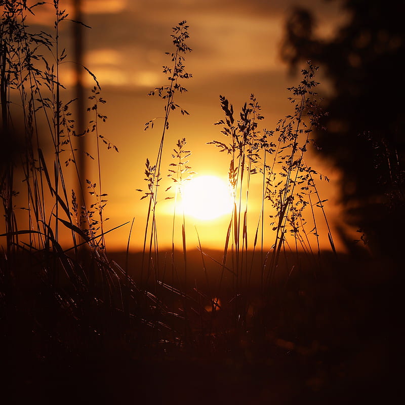 sunset, sun, grass, ears, HD phone wallpaper