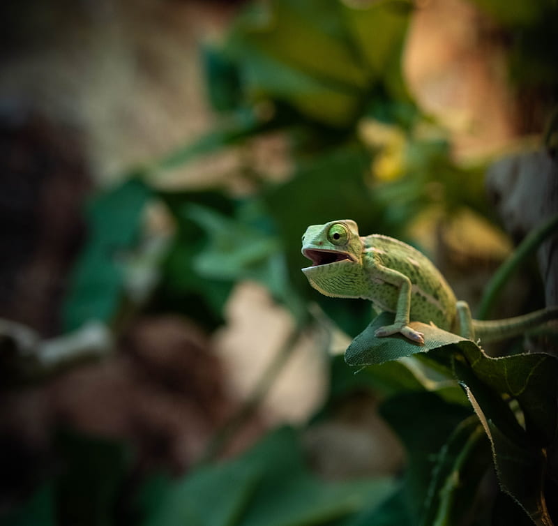 chameleon, lizard, reptile, green, funny, HD wallpaper