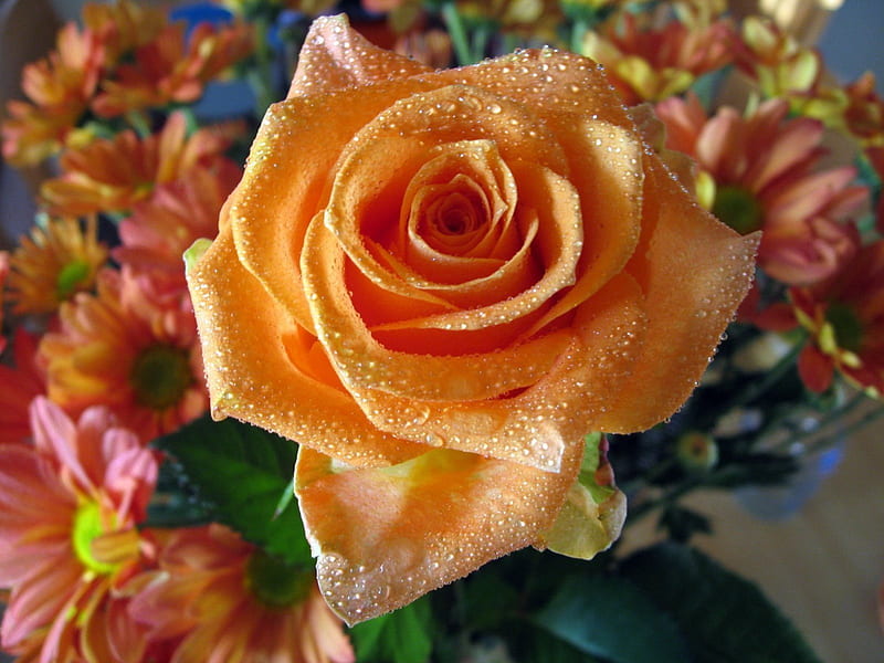 Orange rose, wet, drop, orange, rose, dew, water, green, bouquet, flower, nature, pink, HD wallpaper
