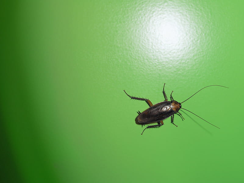 A bit of green, insect, wall, green, cockroach, HD wallpaper