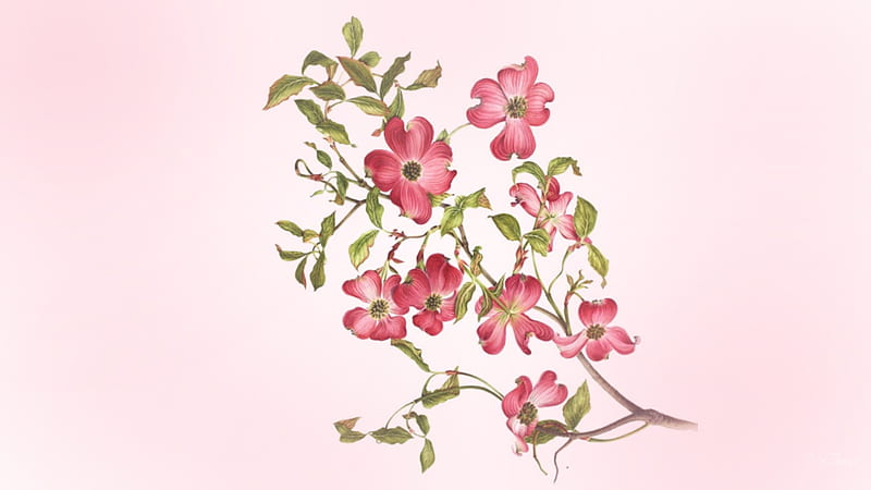 Dogwood Art, dogwood, tree, blossom, summer, flowers, firefox persona, spring, pink, HD wallpaper