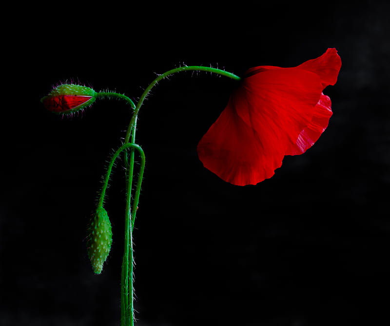 METAMORPHOSIS, red, green, poppies, flower, black, HD wallpaper