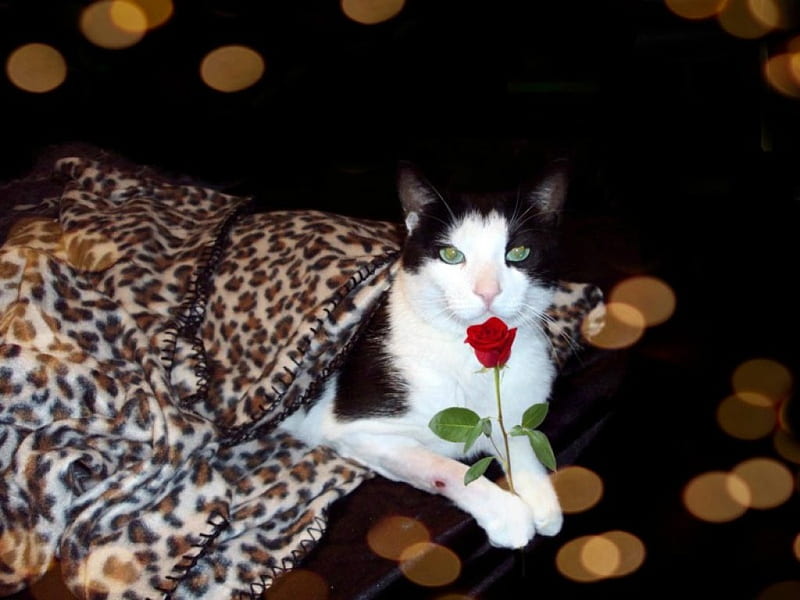 Cat-Fatso, cute, paws, roses, cat, cats, animals, tuxedo cat, HD wallpaper