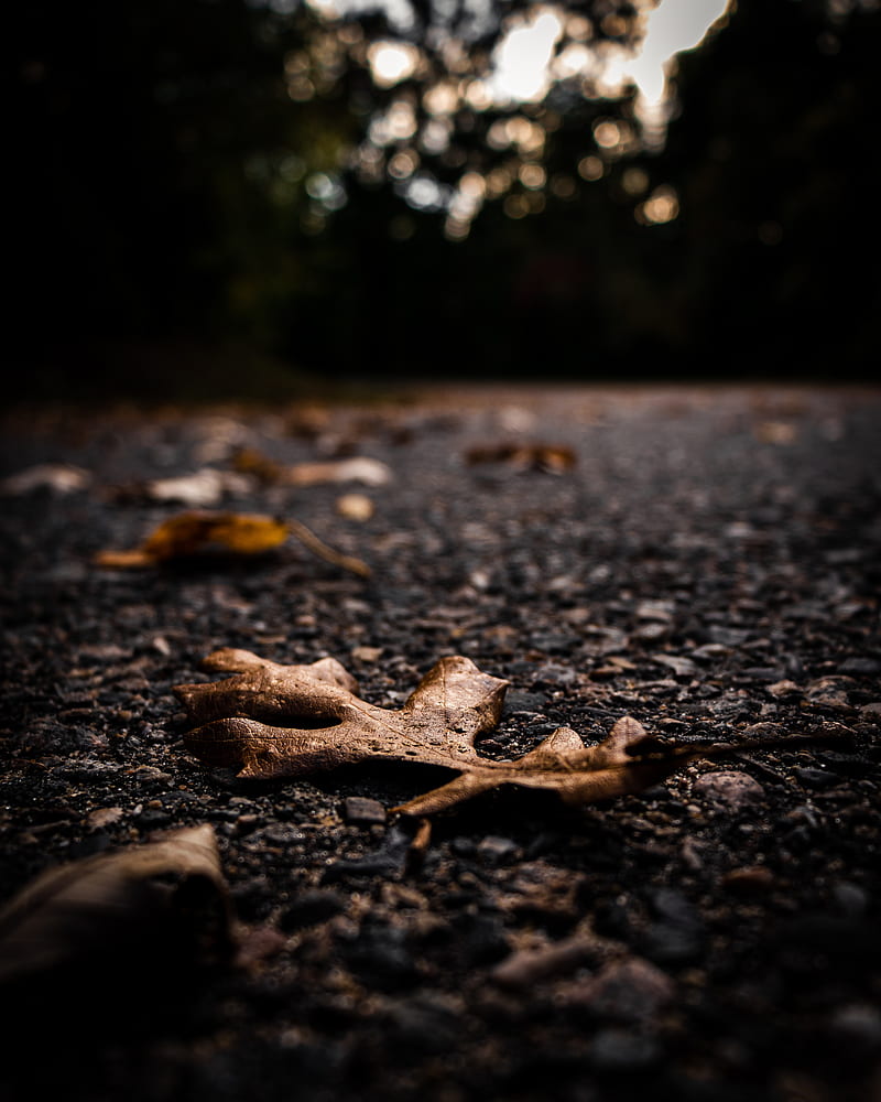 asphalt, leaves, dry, macro, autumn, HD phone wallpaper
