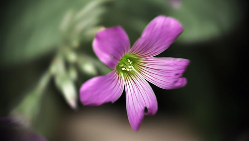 Flower's Pardise, flower, one, garden, purple, HD wallpaper