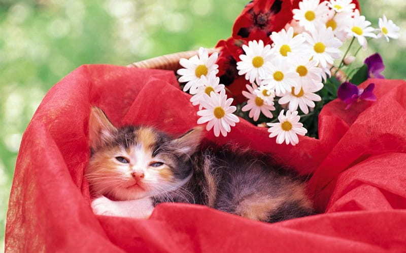 Adorable Calico Kitten, calico, kittens, adorable, cats, animals, HD wallpaper